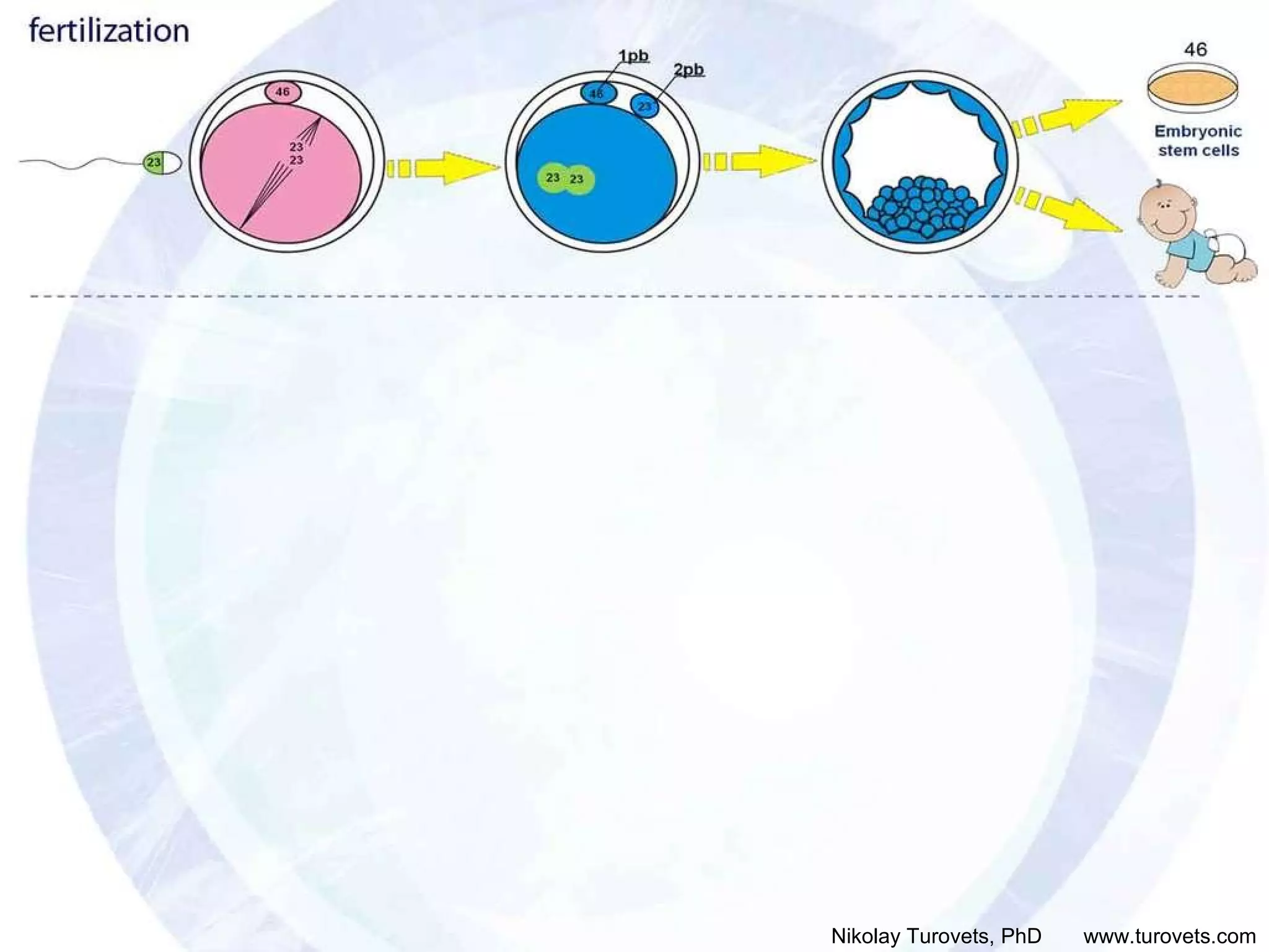 23 23 46 1pb 2pb 23 Embryonic stem cells 46 fertilization Nikolay Turovets, PhD  www.turovets.com 