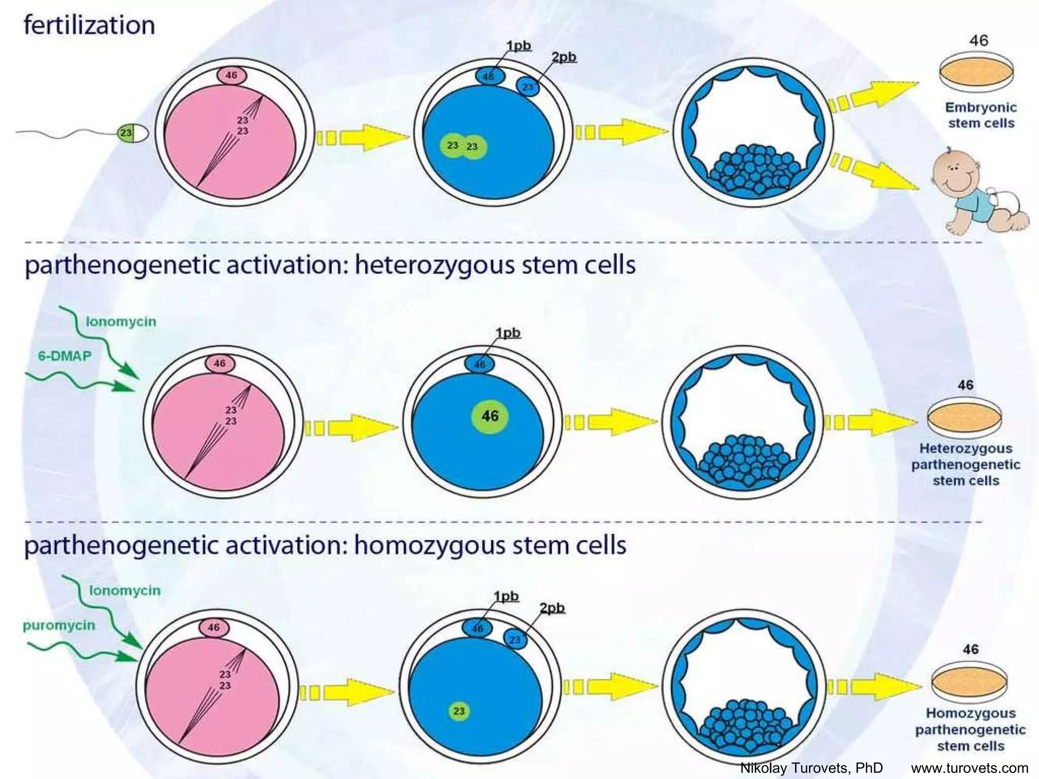 parthenogenetic activation: heterozygous stem cells fertilization parthenogenetic activation: homozygous stem cells 23 46 1pb 2pb 23 Ionomycin puromycin  Homozygous parthenogenetic stem cells 23 23 ? +  = 46 Nikolay Turovets, PhD  www.turovets.com 