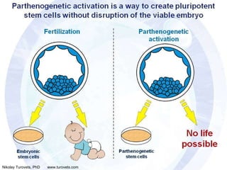 Parthenogenetic activation Parthenogenetic activation is a way to create pluripotent stem cells without disruption of the ...