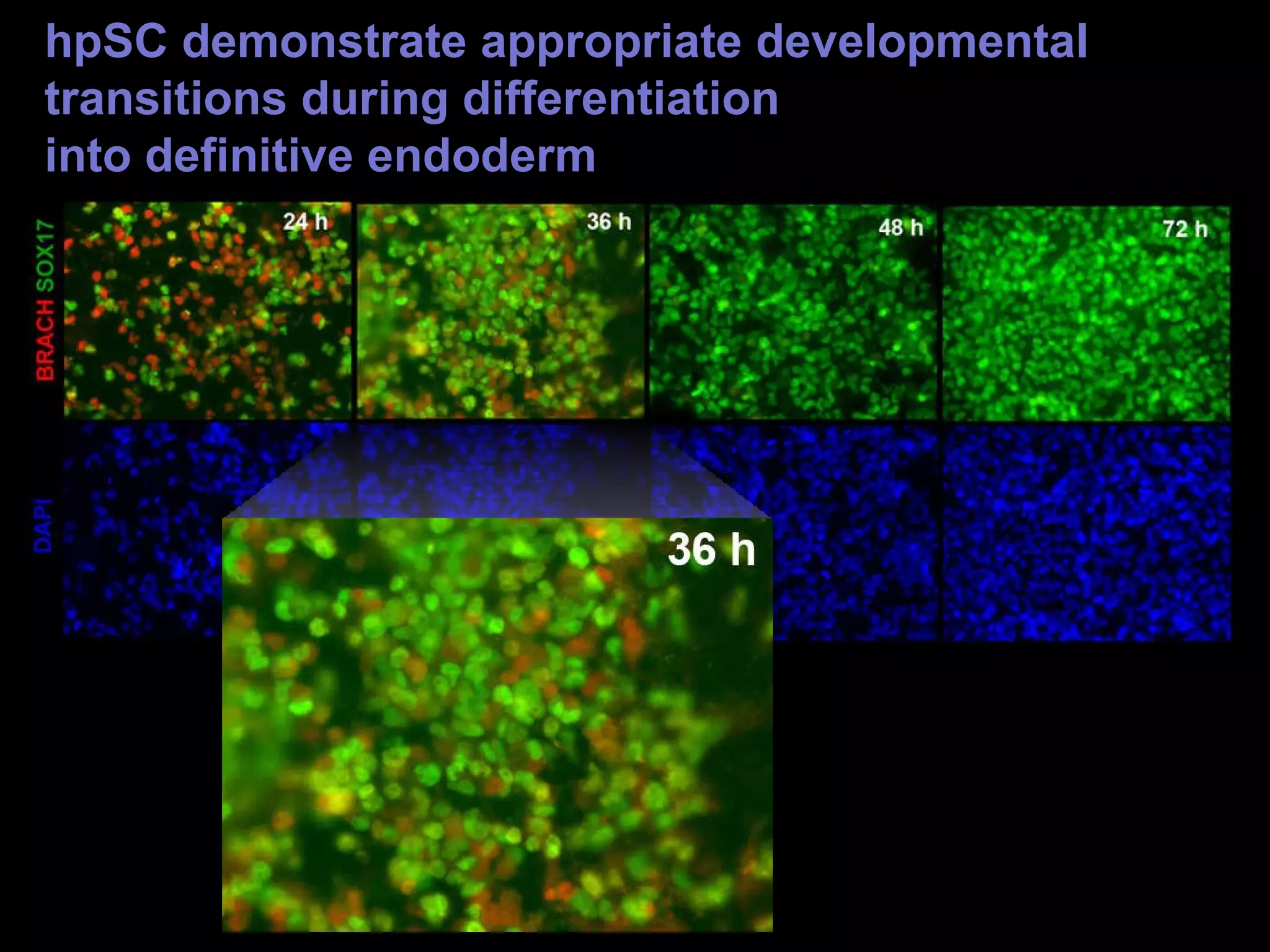 Derivation of highly enriched cultures of differentiated cells from ...