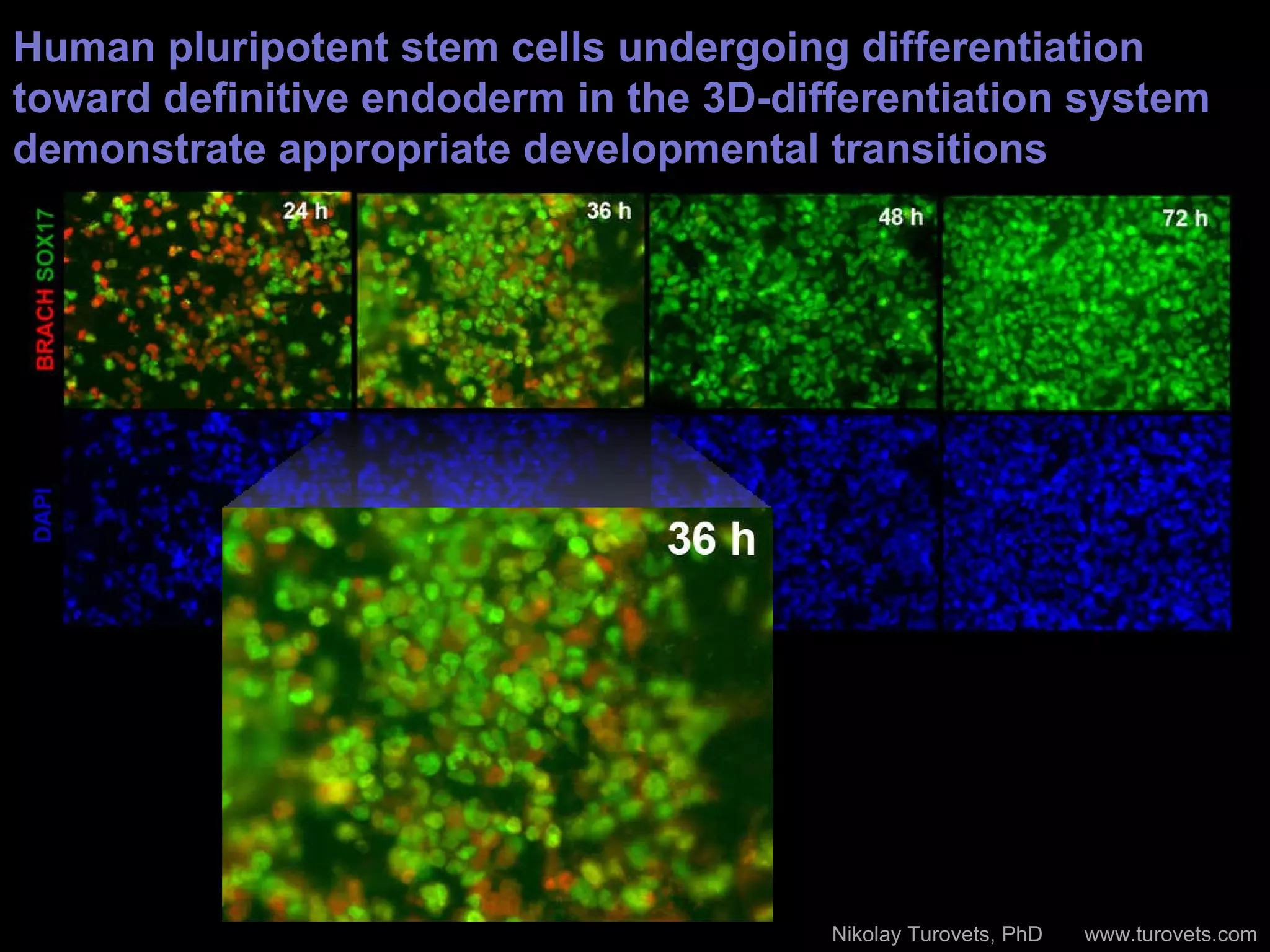 Human pluripotent stem cells undergoing differentiation toward definitive endoderm in the 3D-differentiation system demonstrate appropriate developmental transitions Nikolay Turovets, PhD  www.turovets.com 