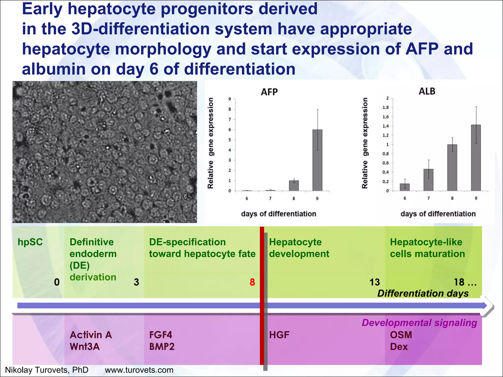 Differentiation days Developmental signaling Early hepatocyte progenitors derived  in the 3D-differentiation system have appropriate hepatocyte morphology and start expression of AFP and albumin on day 6 of differentiation Nikolay Turovets, PhD  www.turovets.com hpSC Definitive endoderm (DE) derivation  DE-specification toward hepatocyte fate  Hepatocyte development Hepatocyte-like cells maturation 0 3 8   13 18  … Activin A Wnt3A FGF4 BMP2 HGF OSM  Dex 