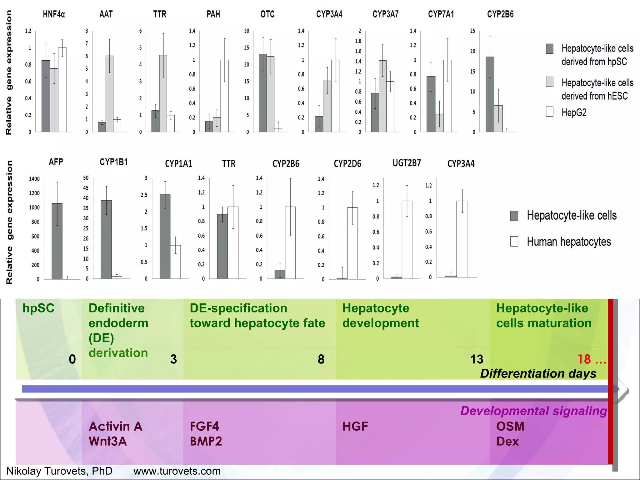 Differentiation days Developmental signaling Nikolay Turovets, PhD  www.turovets.com hpSC Definitive endoderm (DE) derivation  DE-specification toward hepatocyte fate  Hepatocyte development Hepatocyte-like cells maturation 0 3 8   13 18  … Activin A Wnt3A FGF4 BMP2 HGF OSM  Dex 