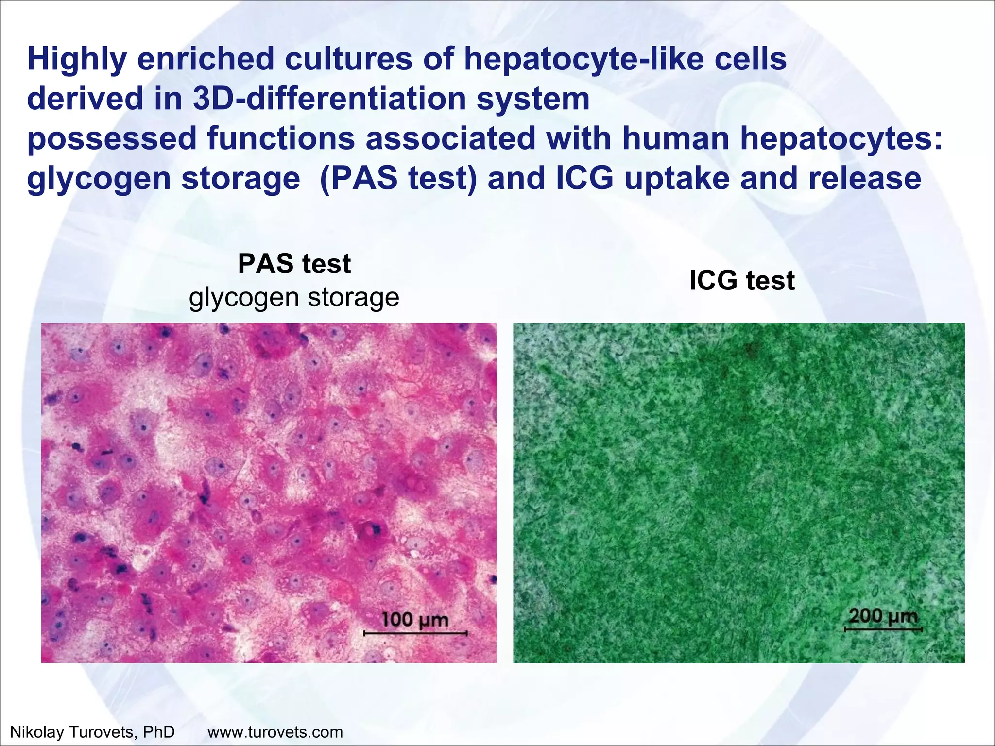 Highly enriched cultures of hepatocyte-like cells  derived in 3D-differentiation system  possessed functions associated with human hepatocytes:  glycogen storage  (PAS test) and ICG uptake and release ICG test PAS test glycogen storage Nikolay Turovets, PhD  www.turovets.com 