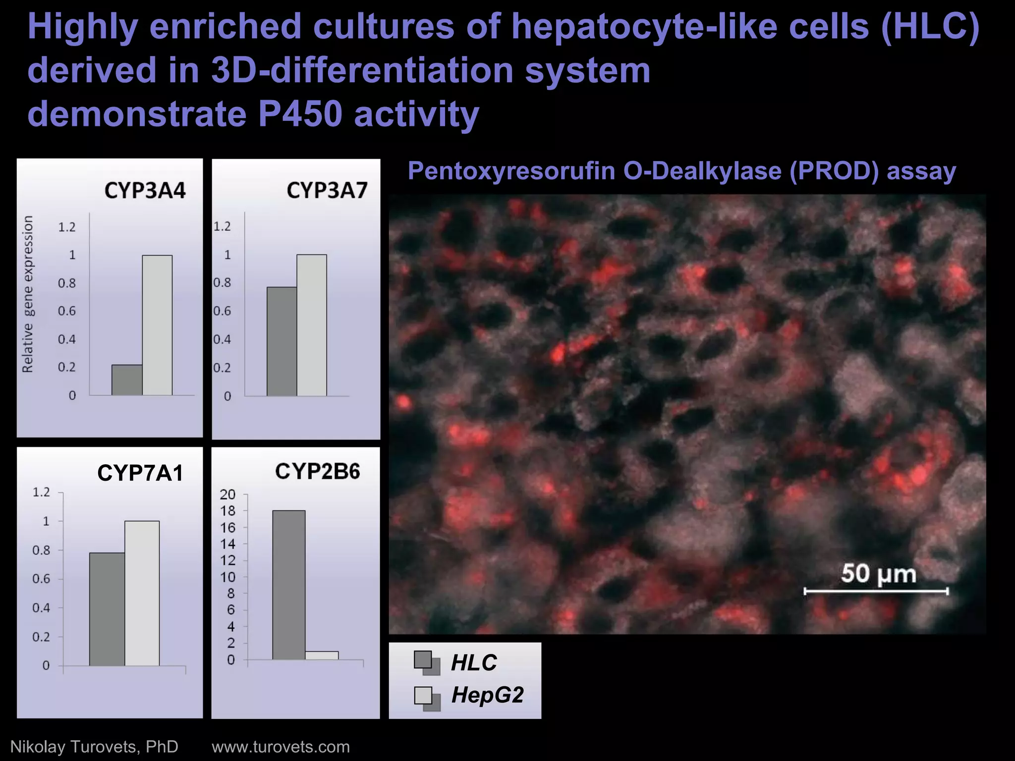 Highly enriched cultures of hepatocyte-like cells (HLC) derived in 3D-differentiation system  demonstrate P450 activity  Pentoxyresorufin O-Dealkylase (PROD) assay CYP7A1 CYP7A1 HLC HepG2 Nikolay Turovets, PhD  www.turovets.com 
