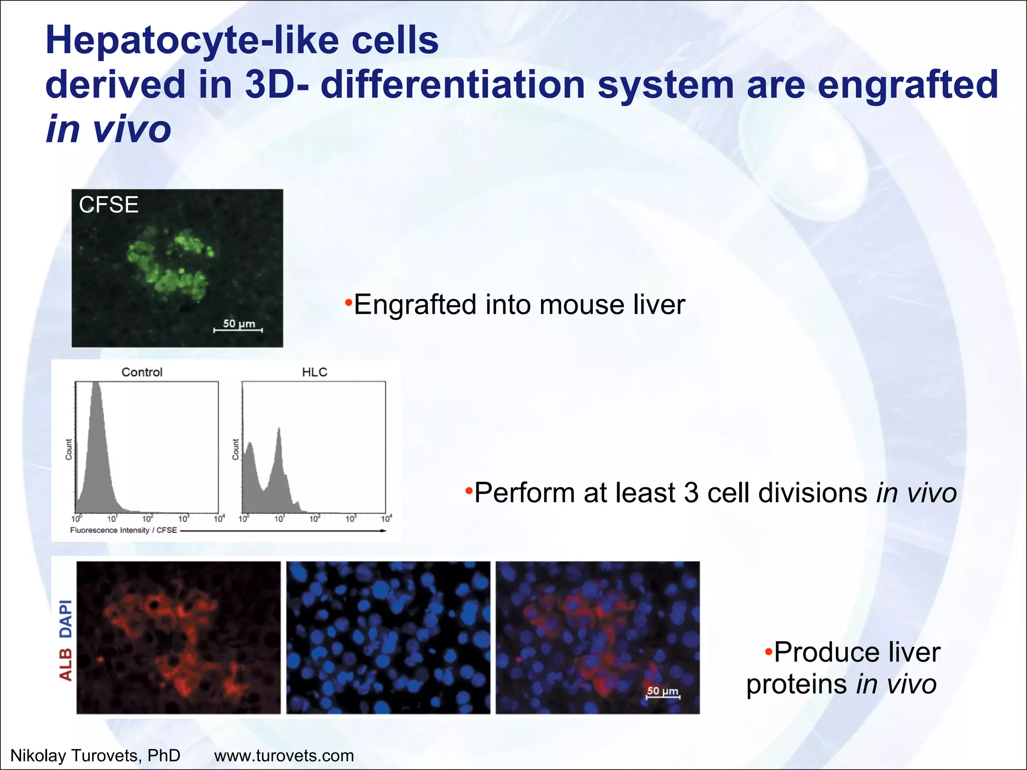 Hepatocyte-like cells derived in 3D- differentiation system are engrafted  in vivo Produce liver proteins  in vivo Engrafted into mouse liver Perform at least 3 cell divisions  in vivo CFSE Nikolay Turovets, PhD  www.turovets.com 