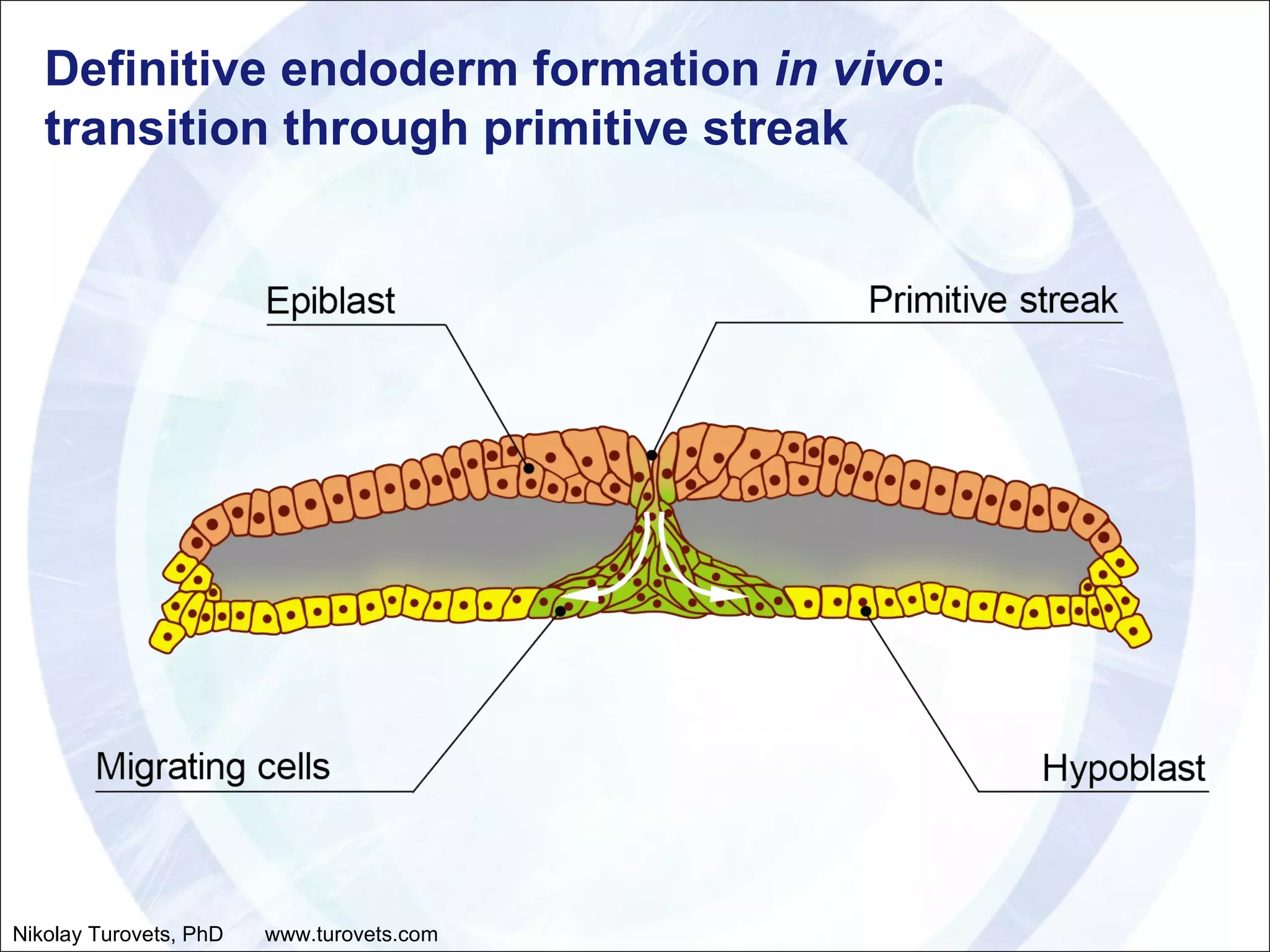 Definitive endoderm formation  in vivo :  transition through primitive streak Nikolay Turovets, PhD  www.turovets.com 