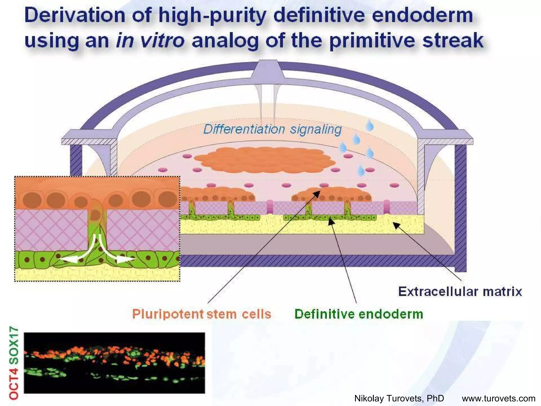 Differentiation signaling Derivation of high-purity definitive endoderm using an  in vitro  analog of the primitive streak Nikolay Turovets, PhD  www.turovets.com Extracellular matrix Definitive endoderm Pluripotent stem cells 
