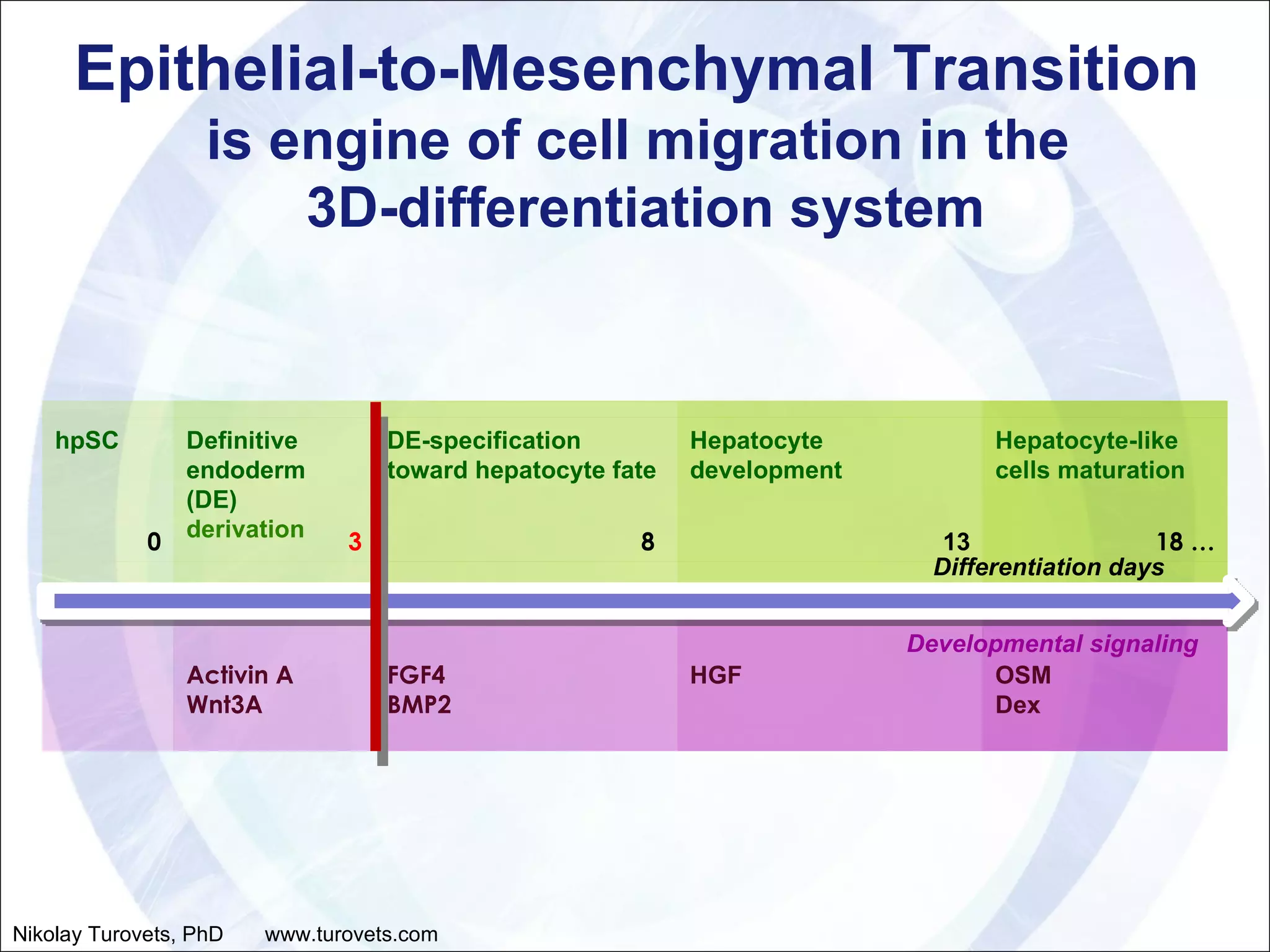 Epithelial-to-Mesenchymal Transition  is engine of cell migration in the  3D-differentiation system Differentiation days Developmental signaling Nikolay Turovets, PhD  www.turovets.com hpSC Definitive endoderm (DE) derivation  DE-specification toward hepatocyte fate  Hepatocyte development Hepatocyte-like cells maturation 0 3 8   13 18  … Activin A Wnt3A FGF4 BMP2 HGF OSM  Dex 