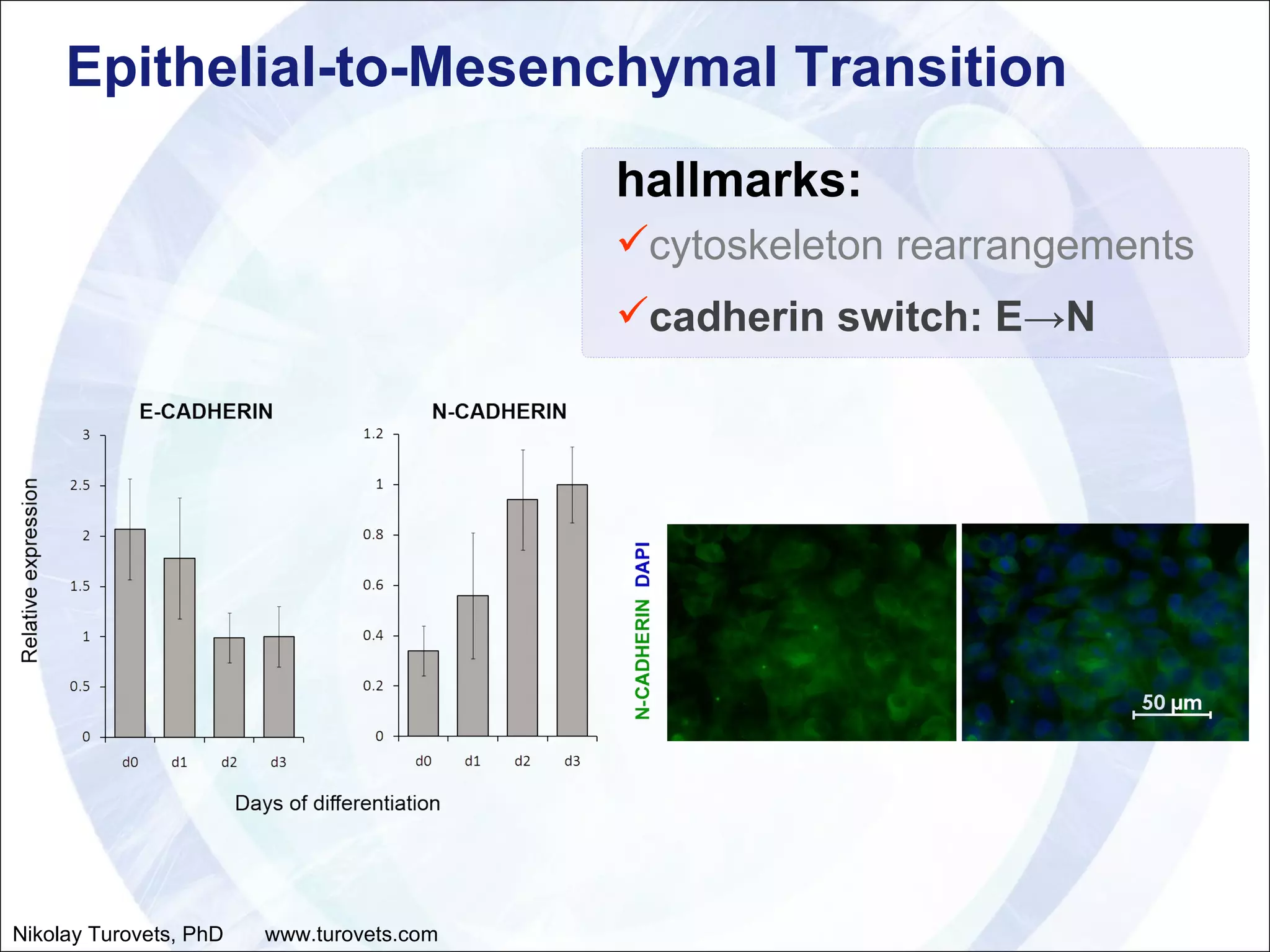 Epithelial-to-Mesenchymal Transition hallmarks: cytoskeleton rearrangements cadherin switch: E->N Nikolay Turovets, PhD  www.turovets.com 