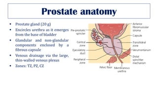 Prostate anatomy
▪ Prostate gland (20 g)
▪ Encircles urethra as it emerges
from the base of bladder
▪ Glandular and non-glandular
components enclosed by a
fibrous capsule
▪ Venous drainage via the large,
thin-walled venous plexus
▪ Zones: TZ, PZ, CZ
 