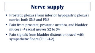 Nerve supply
▪ Prostatic plexus (from inferior hypogastric plexus)
carries both SNS and PNS
▪ Pain from prostate, prostatic urethra, and bladder
mucosa →sacral nerves S2 to S4
▪ Pain signals from bladder distension travel with
sympathetic fibers (T11–L2)
 