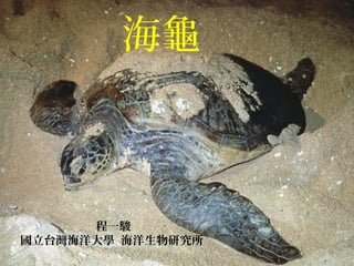 海龜
程一駿
國立台灣海洋大學 海洋生物研究所
 