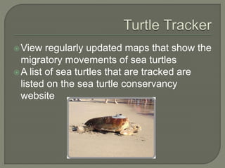 Sea Turtle Conservancy | PPT