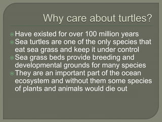 Have existed for over 100 million years
Sea turtles are one of the only species that
eat sea grass and keep it under control
Sea grass beds provide breeding and
developmental grounds for many species
They are an important part of the ocean
ecosystem and without them some species
of plants and animals would die out