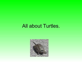 All about Turtles. 