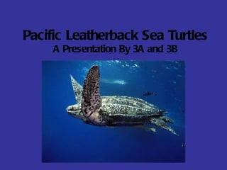 Pacific Leatherback Sea Turtles A Presentation By 3A and 3B 