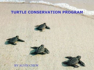 TURTLE CONSERVATION PROGRAM BY ALVIN CHEW 