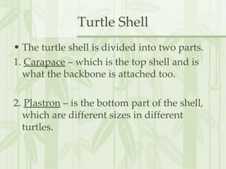 Turtle notes | PPT