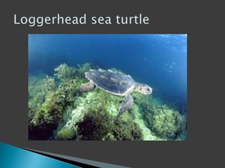 Loggerhead sea turtle 
