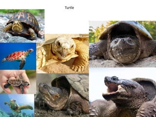Turtle
 