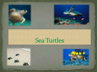 Sea Turtles   