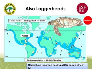 Also Loggerheads
Although no recorded nesting at this beach since
2011.
ENDANGERED
 