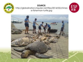 SOURCE:
http://globalnation.inquirer.net/files/2014/05/chines
e-fisherman-turtle.jpg
 