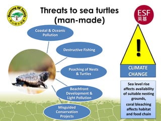 Threats to sea turtles
(man-made)
Coastal & Oceanic
Pollution
Destructive Fishing
Poaching of Nests
& Turtles
Beachfront
Development &
Light Pollution
Misguided
Conservation
Projects
!
CLIMATE
CHANGE
Sea level rise
affects availability
of suitable nesting
grounds,
coral bleaching
affects habitat
and food chain
 