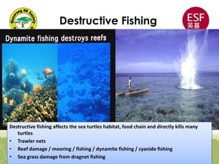 Destructive Fishing
Destructive fishing affects the sea turtles habitat, food chain and directly kills many
turtles
• Trawler nets
• Reef damage / mooring / fishing / dynamite fishing / cyanide fishing
• Sea grass damage from dragnet fishing
 