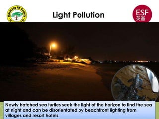 Light Pollution
Newly hatched sea turtles seek the light of the horizon to find the sea
at night and can be disorientated by beachfront lighting from
villages and resort hotels
 