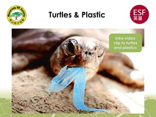 Turtles & Plastic
Intro video
clip to turtles
and plastics
 