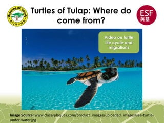 Turtles of Tulap: Where do
come from?
Image Source: www.classyplaques.com/product_images/uploaded_images/sea-turtle-
under-water.jpg
Video on turtle
life cycle and
migrations
 