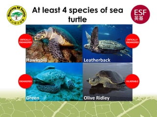 At least 4 species of sea
turtle
Hawksbill
Green
Leatherback
Olive Ridley
CRITICALLY
ENDANGERED
CRITICALLY
ENDANGERED
ENDANGERED VULNERABLE
 