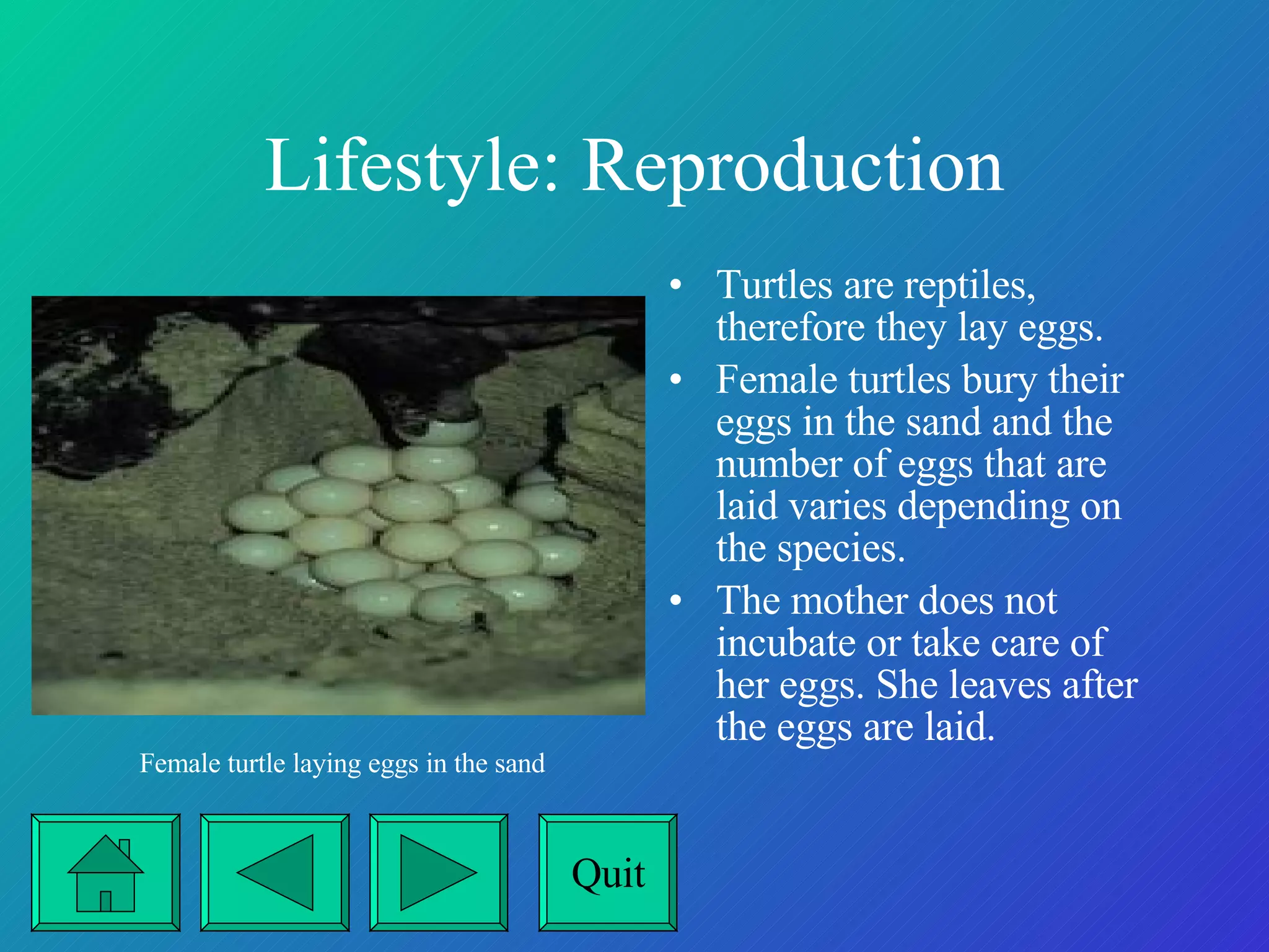 Lifestyle: Reproduction Turtles are reptiles, therefore they lay eggs. Female turtles bury their eggs in the sand and the number of eggs that are laid varies depending on the species. The mother does not incubate or take care of her eggs. She leaves after the eggs are laid. Female turtle laying eggs in the sand Quit 