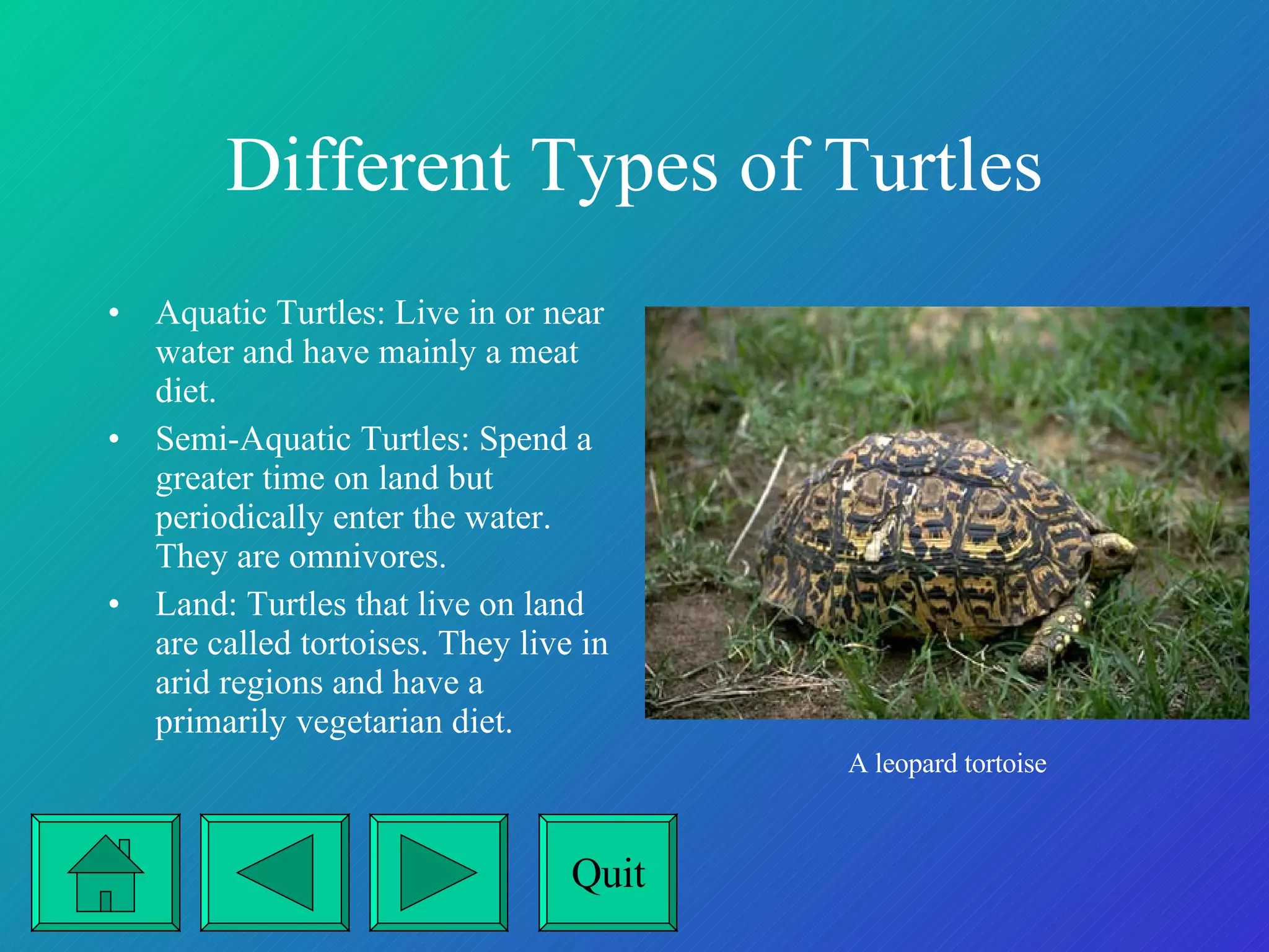 Different Types of Turtles Aquatic Turtles: Live in or near water and have mainly a meat diet. Semi-Aquatic Turtles: Spend a greater time on land but periodically enter the water. They are omnivores. Land: Turtles that live on land are called tortoises. They live in arid regions and have a primarily vegetarian diet. A leopard tortoise Quit 