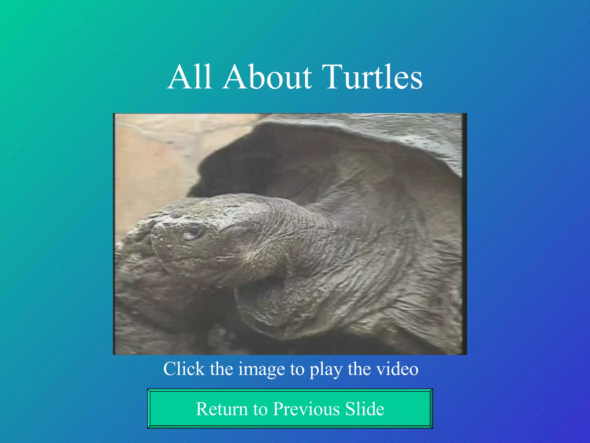All About Turtles Click the image to play the video Return to Previous Slide 