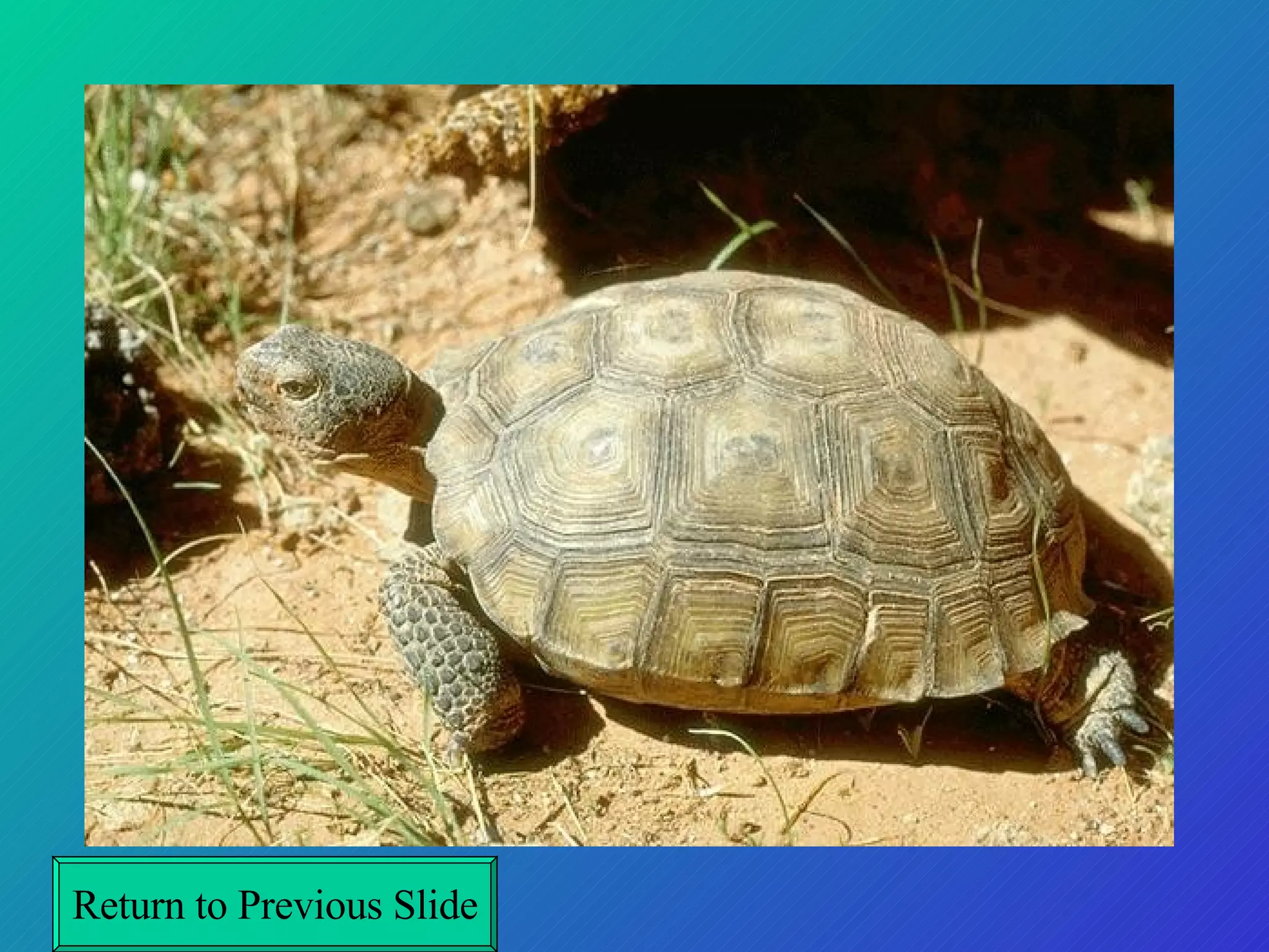 Return to Previous Slide 