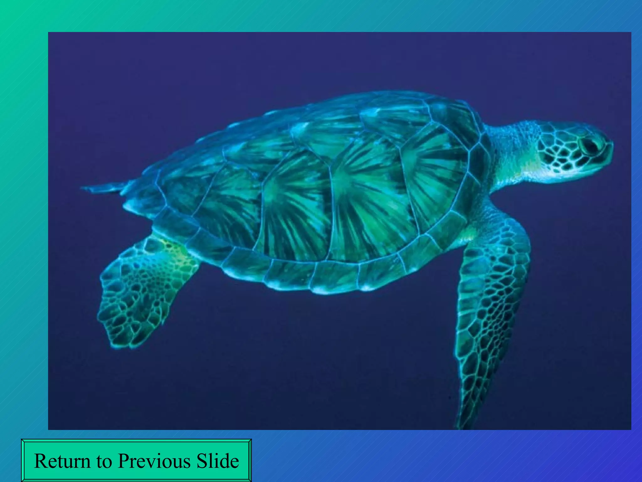 Return to Previous Slide 