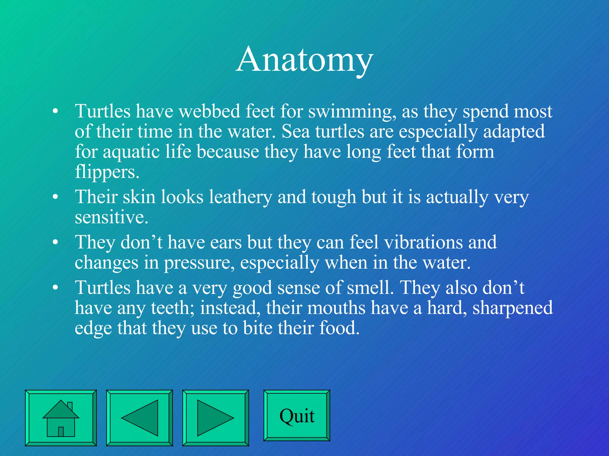 Anatomy Turtles have webbed feet for swimming, as they spend most of their time in the water. Sea turtles are especially adapted for aquatic life because they have long feet that form flippers. Their skin looks leathery and tough but it is actually very sensitive. They don’t have ears but they can feel vibrations and changes in pressure, especially when in the water.  Turtles have a very good sense of smell. They also don’t have any teeth; instead, their mouths have a hard, sharpened edge that they use to bite their food. Quit 