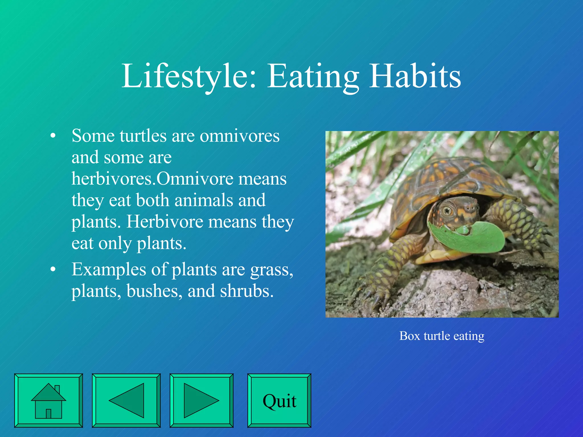 Lifestyle: Eating Habits Some turtles are omnivores and some are herbivores.Omnivore means they eat both animals and plants. Herbivore means they eat only plants.  Examples of plants are grass, plants, bushes, and shrubs. Box turtle eating Quit 