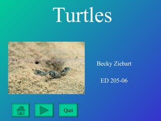 Turtles   Becky Ziebart ED 205-06 Quit 