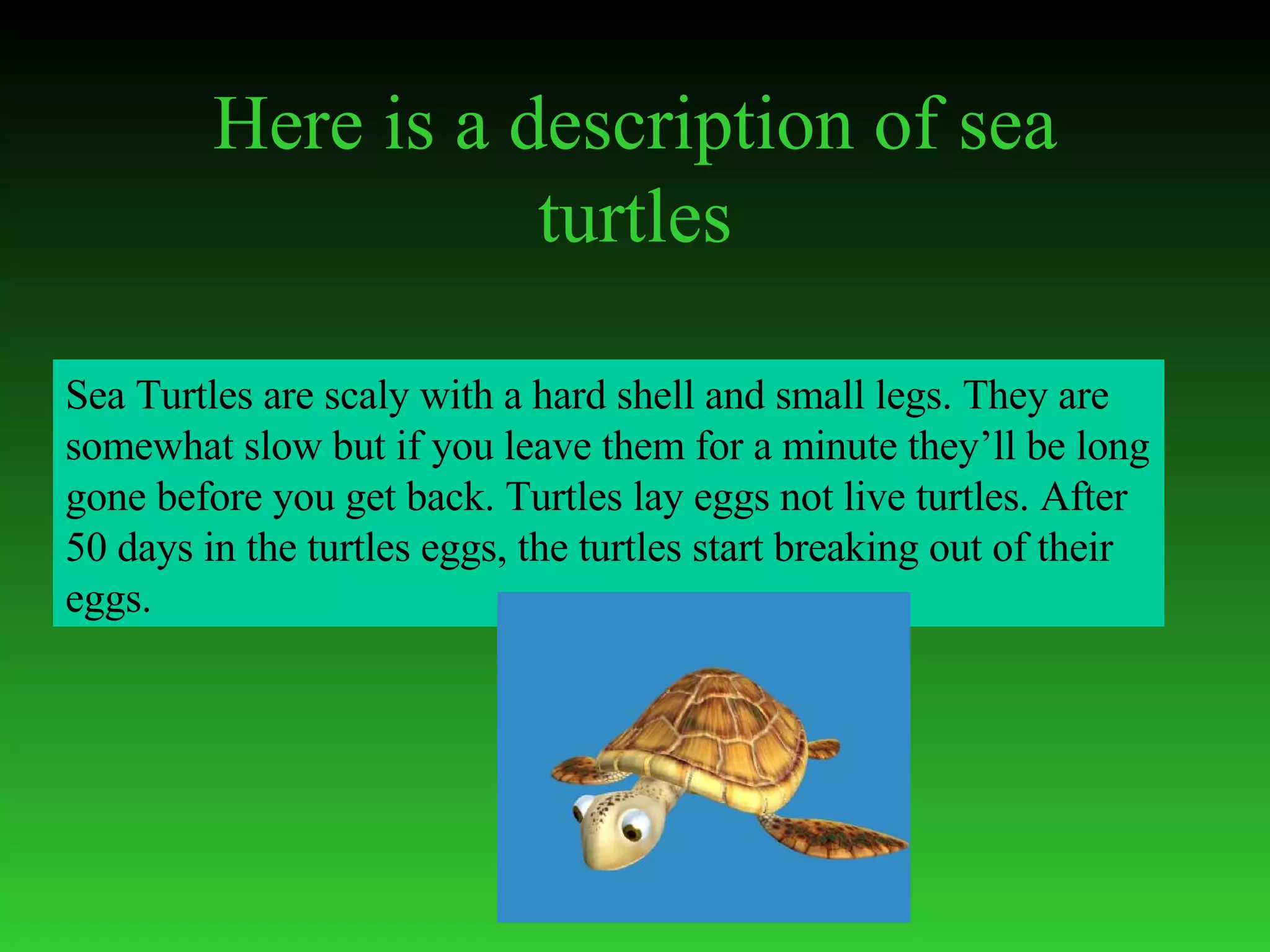 Turtles Seth | PPT