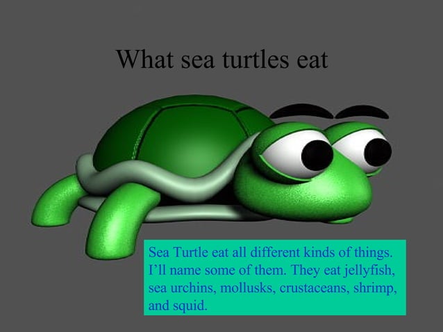 Turtles Seth | PPT