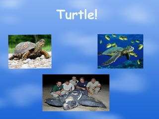 Turtle! 