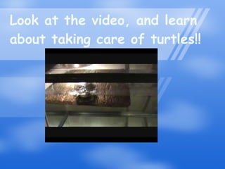 Look at the video, and learn about taking care of turtles!! 