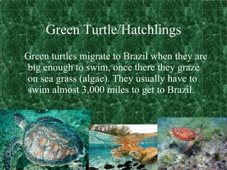 Green Turtle/Hatchlings Green turtles migrate to Brazil when they are big enough to swim, once there they graze on sea grass (algae). They usually have to swim almost 3,000 miles to get to Brazil. 