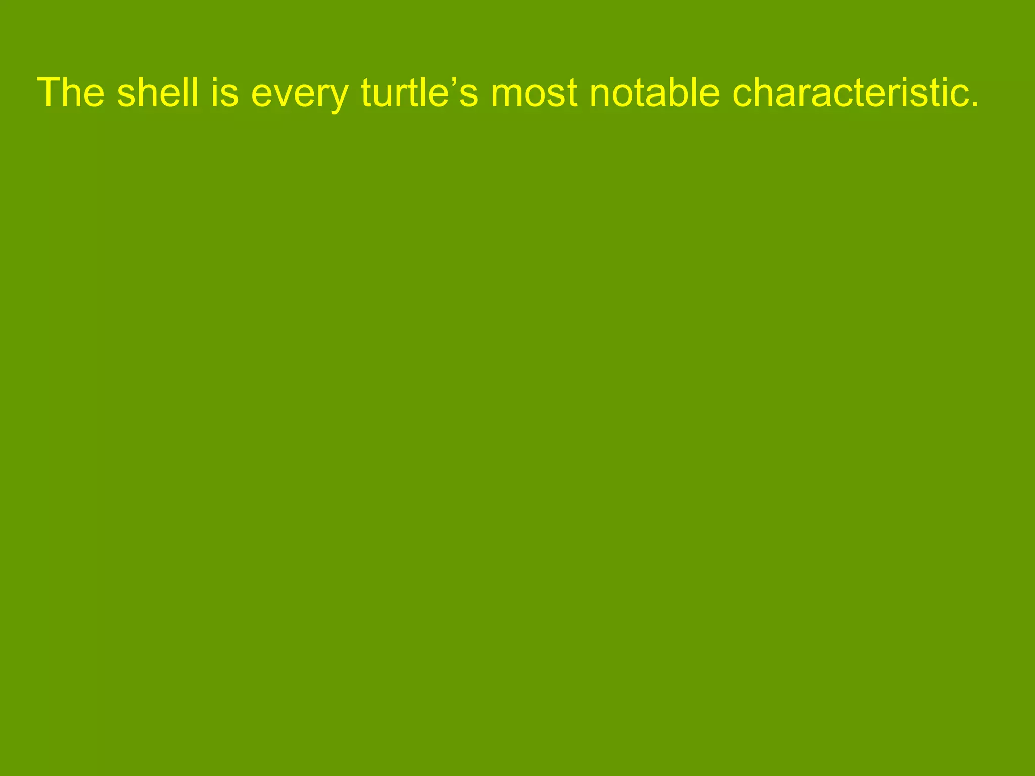 The shell is every turtle’s most notable characteristic.
 
