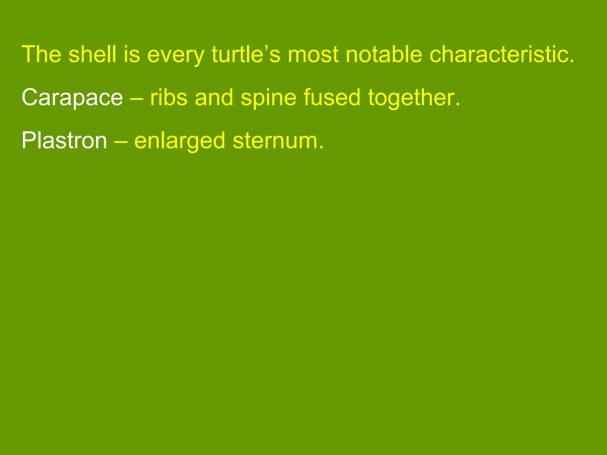 The shell is every turtle’s most notable characteristic.
Carapace – ribs and spine fused together.
Plastron – enlarged sternum.
 