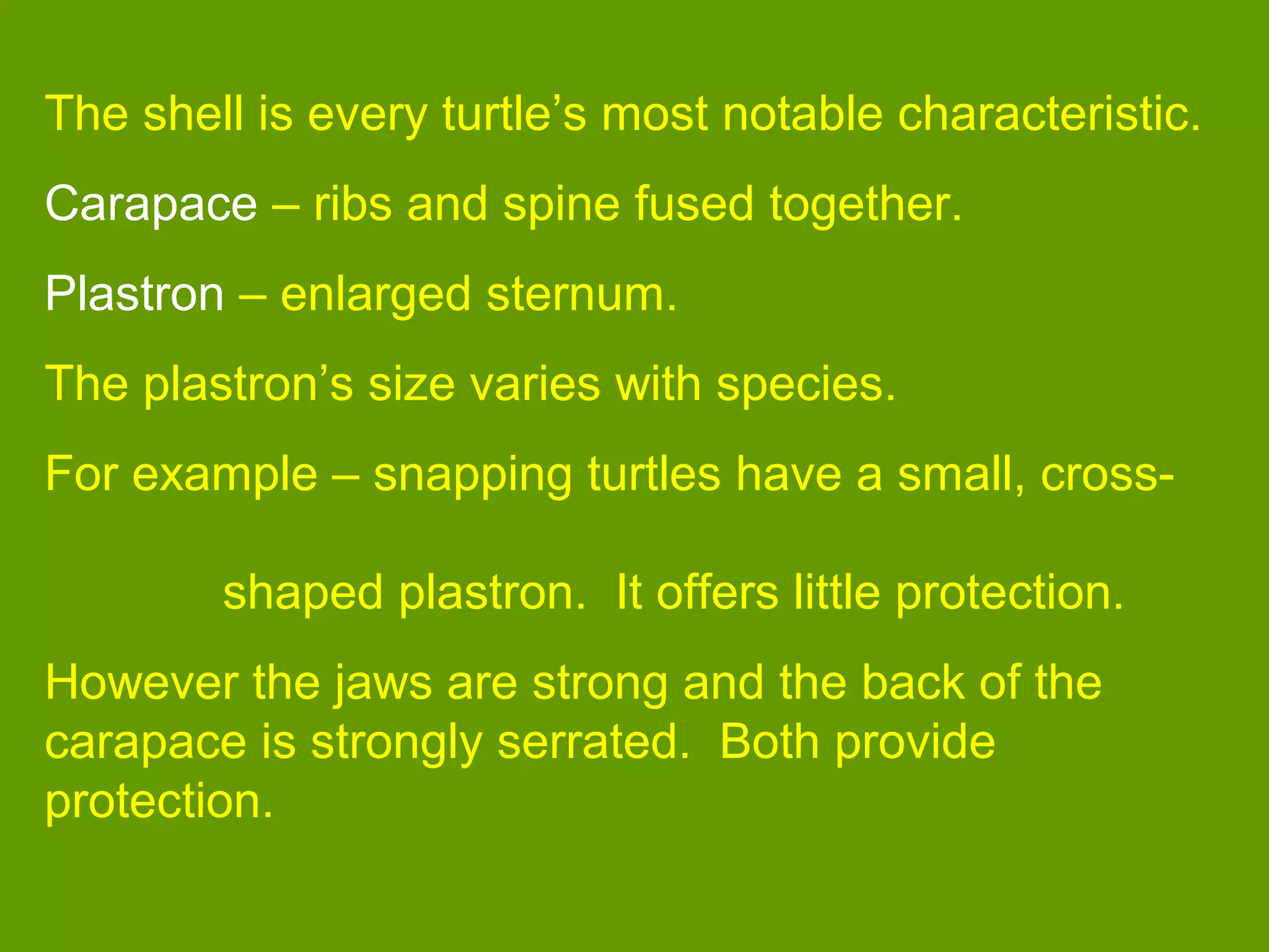 The shell is every turtle’s most notable characteristic.
Carapace – ribs and spine fused together.
Plastron – enlarged sternum.
The plastron’s size varies with species.
For example – snapping turtles have a small, cross-
shaped plastron. It offers little protection.
However the jaws are strong and the back of the
carapace is strongly serrated. Both provide
protection.
 